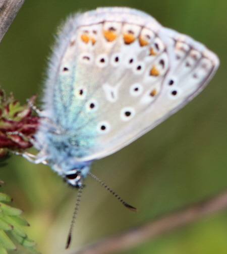 Polyommatus (Polyommatus) icarus (cfr.) e Polyommatus (Lysandra) bellargus