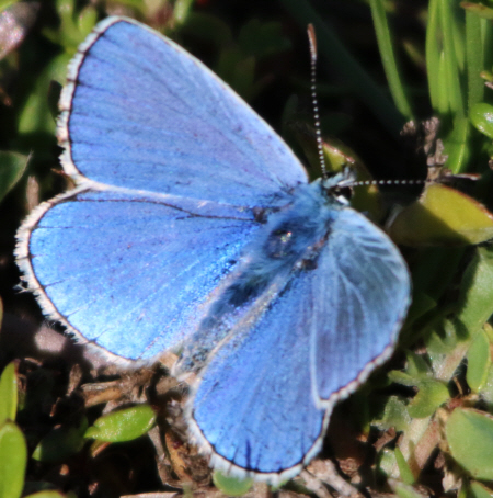 Polyommatus (Polyommatus) icarus (cfr.) e Polyommatus (Lysandra) bellargus