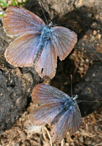Lycaenidae