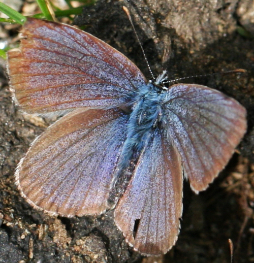 Lycaenidae