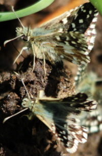 Pyrgus malvoides? S