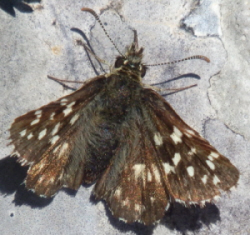 Pyrgus serratulae? No, Pyrgus malvoides