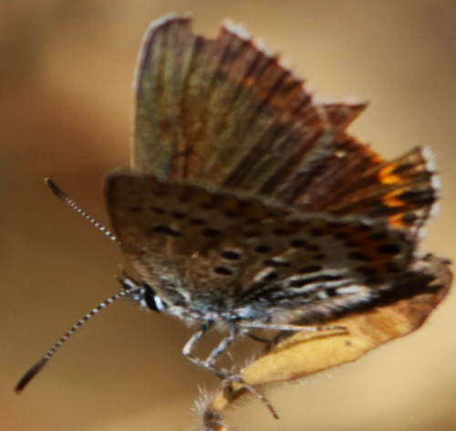 Un''altra Plebejus (Plebejus) argus