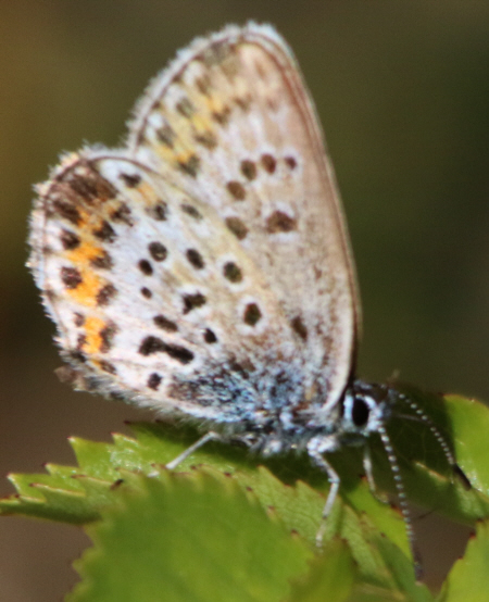 Un''altra Plebejus (Plebejus) argus