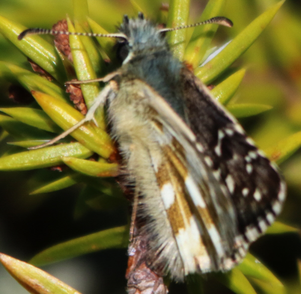 Pyrgus alveus ?