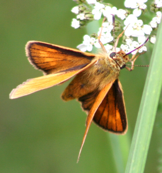 Ochlodes sylvanus ?  S, maschio