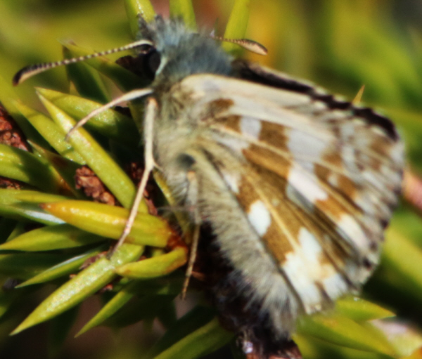 Pyrgus alveus ?