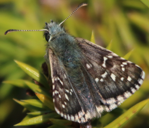 Pyrgus alveus ?