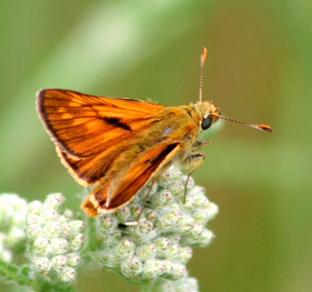 Ochlodes sylvanus ?  S, maschio