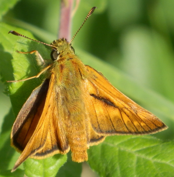Ochlodes sylvanus ?  S, maschio