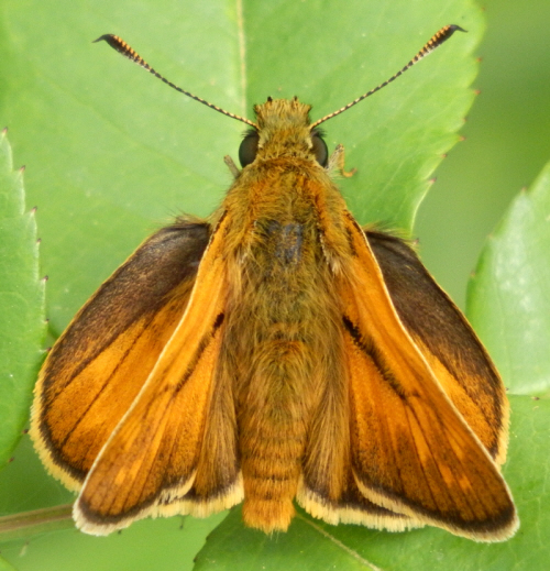 Ochlodes sylvanus ?  S, maschio