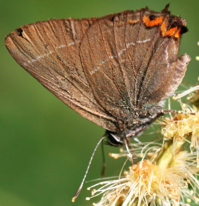 Satyrium w-album: pupa e imago
