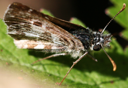 Pyrgus alveus anche ?
