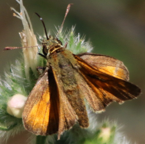 Ochlodes sylvanus ?  S, maschio