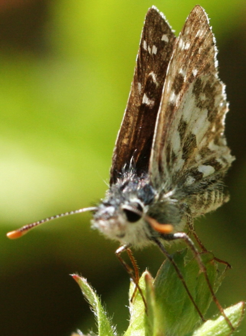 Pyrgus alveus anche ?