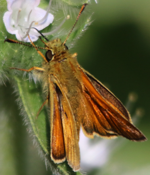 Ochlodes sylvanus ?  S, maschio