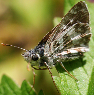 Pyrgus alveus anche ?