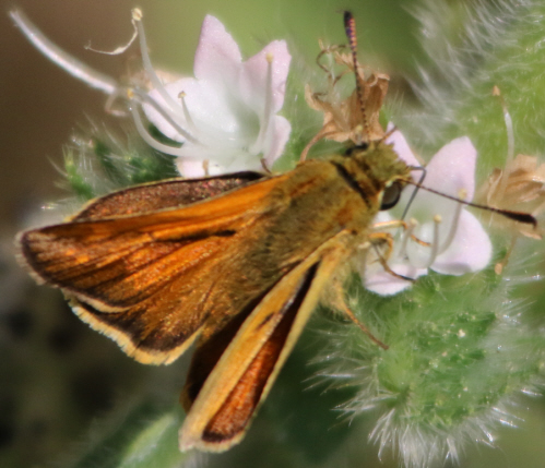 Ochlodes sylvanus ?  S, maschio