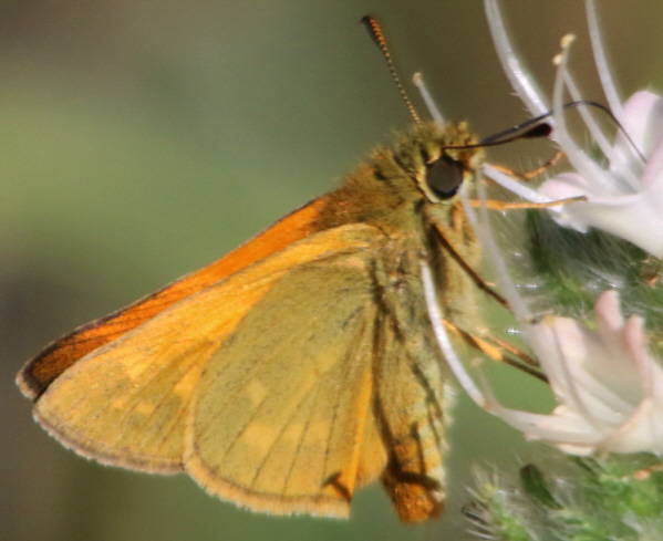 Ochlodes sylvanus ?  S, maschio