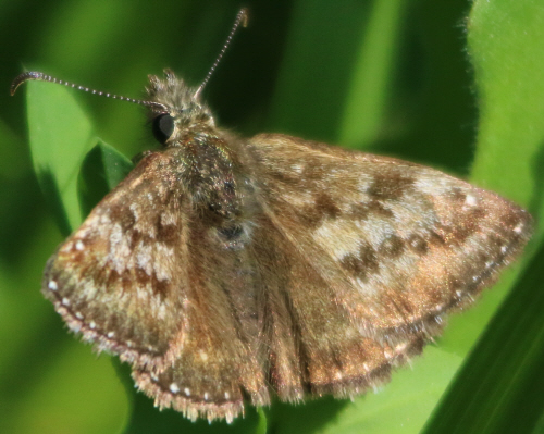 Erynnis tages? S