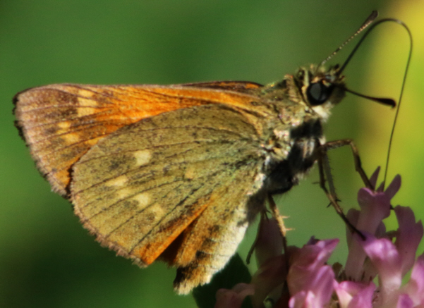 Ochlodes sylvanus ?  S, maschio