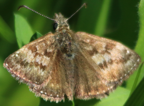 Erynnis tages? S