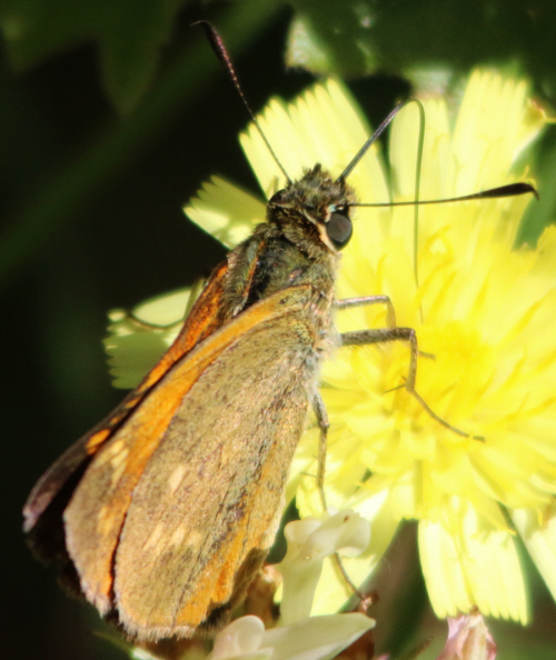 Ochlodes sylvanus ?  S, maschio