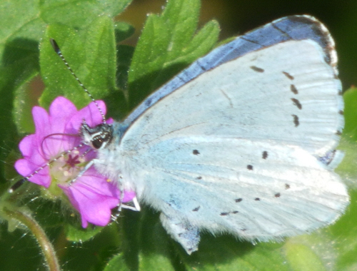 Celastrina argiolus, Lycaenidae