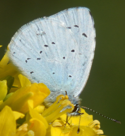 Celastrina argiolus, Lycaenidae