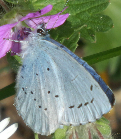 Celastrina argiolus, Lycaenidae