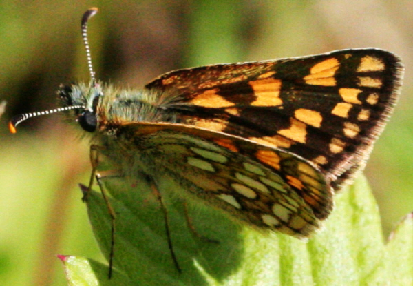 Carterocephalus palaemon? S