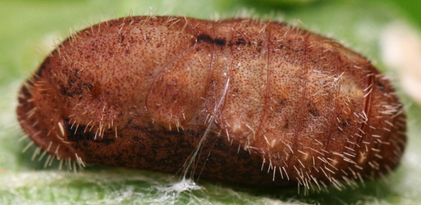Satyrium w-album: pupa e imago
