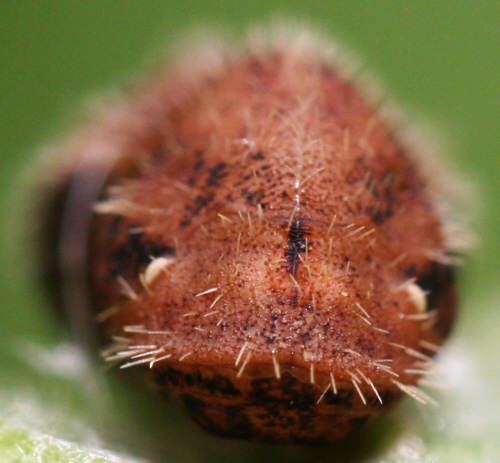 Satyrium w-album: pupa e imago
