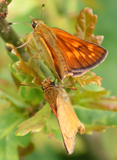 Ochlodes sylvanus ?  S, femmina