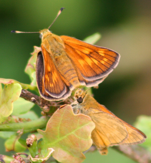 Ochlodes sylvanus ?  S, femmina