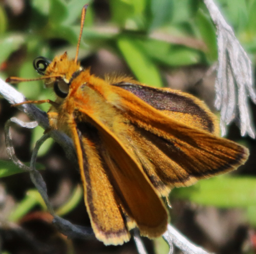 Ochlodes sylvanus ?  No, Thymelicus sylvestris, maschio