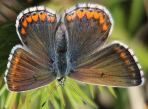 Tutti Polyommatus icarus? No, P. bellargus e P. dorylas