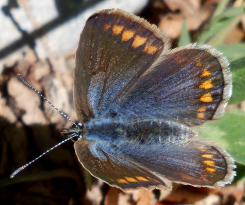 P. icarus ? S, tutti Polyommatus (Polyommatus) icarus