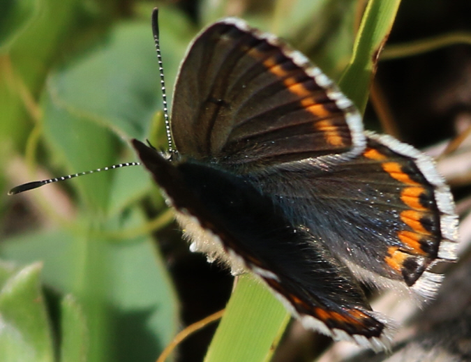 Polyommatus bellargus e Polyommatus coridon