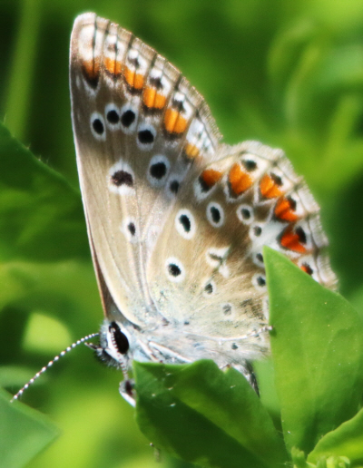 Polyommatus icarus e Plebejus sp. (cfr.)