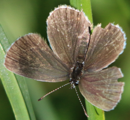 Cupido (Everes) argiades, Lycaenidae