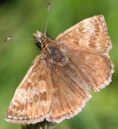 Un''altro Erynnis tages? S