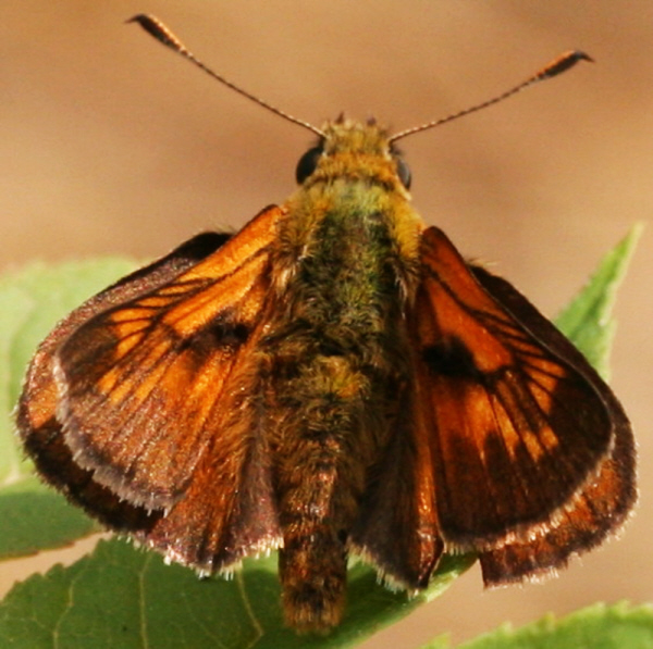 Ochlodes sylvanus ? S. maschio