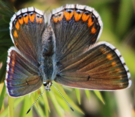 Tutti Polyommatus icarus? No, P. bellargus e P. dorylas