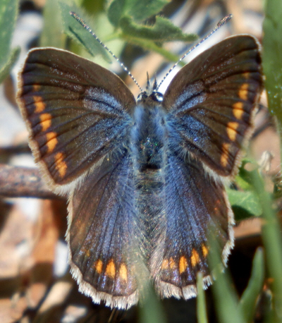 P. icarus ? S, tutti Polyommatus (Polyommatus) icarus