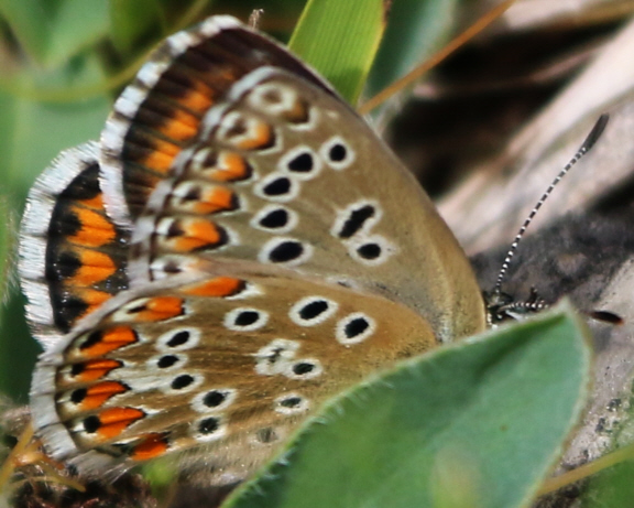 Polyommatus bellargus e Polyommatus coridon