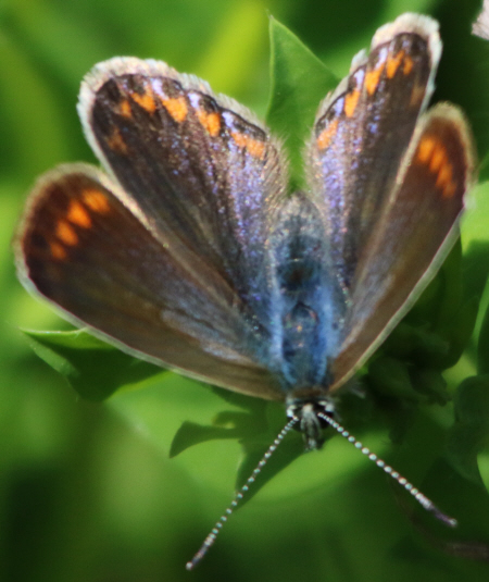 Polyommatus icarus e Plebejus sp. (cfr.)