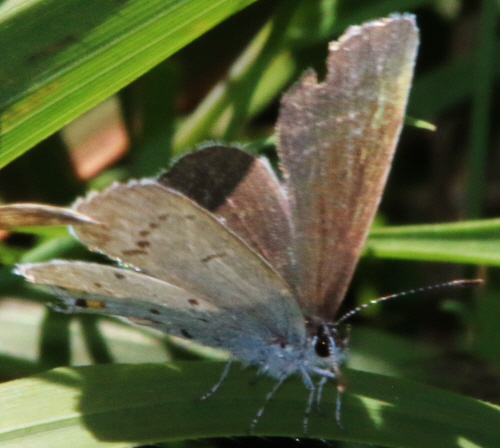 Cupido (Everes) argiades, Lycaenidae