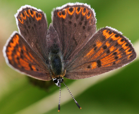 Lycaena tityrus [femmina] ? S