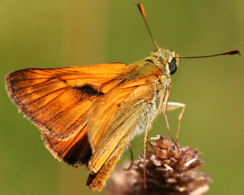 Ochlodes sylvanus ? S. maschio